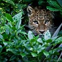 slides/IMG_0537.jpg chinese, leopard, wildlife, feline, big cat, cat, predator, fur, marking, spot, rosette, eye WBCW118 - Chinese Leopard
